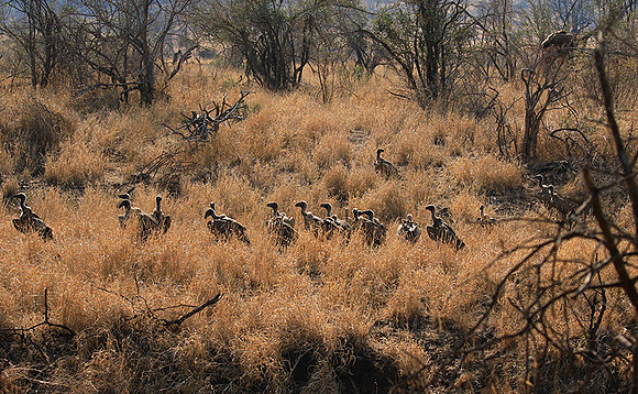 White-backed vulture