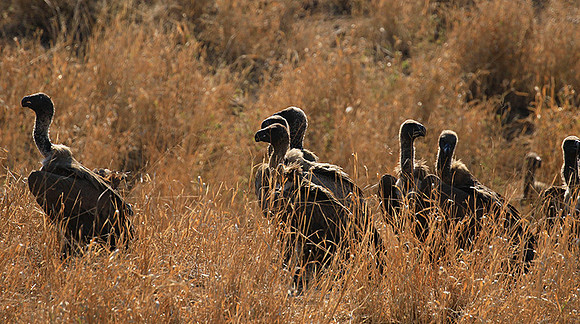 White-backed vulture