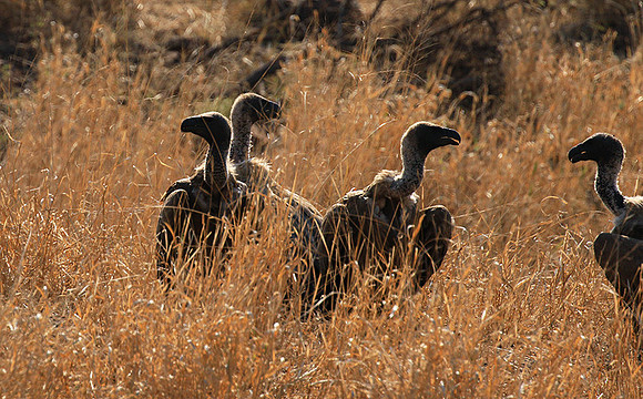 White-backed vulture