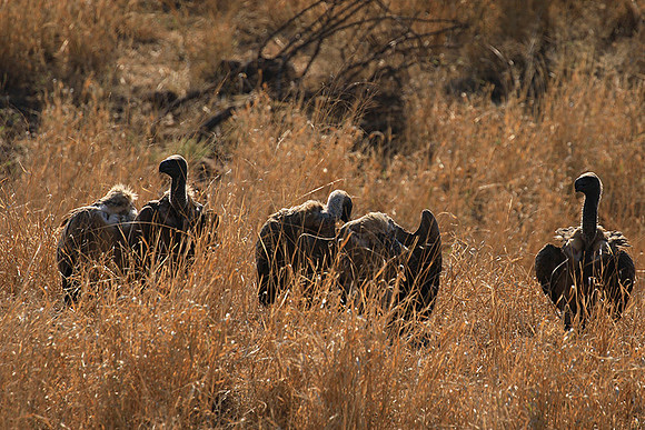 White-backed vulture