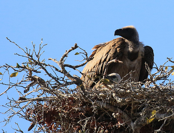 White-backed vulture