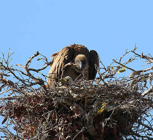 White-backed vulture