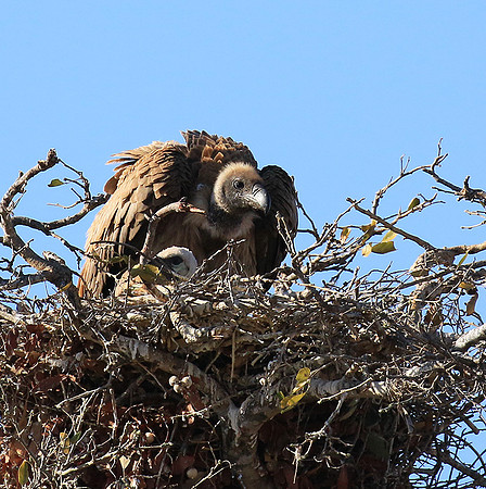 White-backed vulture