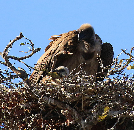 White-backed vulture