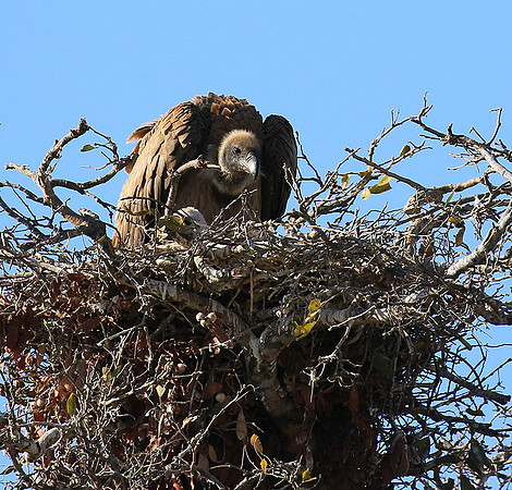 White-backed vulture