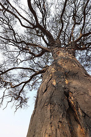 Matetsi game reserve - Zimbabwe