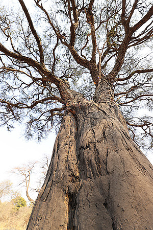 Matetsi game reserve - Zimbabwe