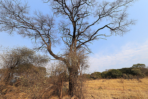 Matetsi game reserve - Zimbabwe