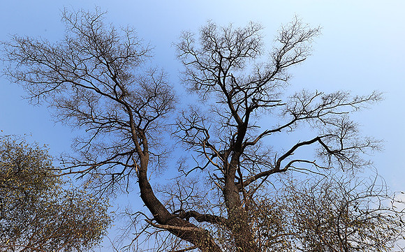 Matetsi game reserve - Zimbabwe
