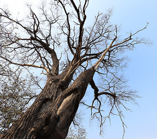 Matetsi game reserve - Zimbabwe