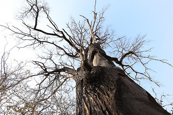 Matetsi game reserve - Zimbabwe