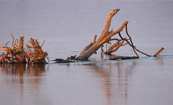 Zambia