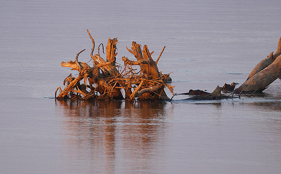 Zambia