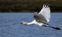 kafue NP