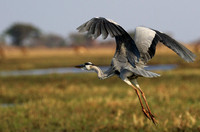 Grey heron - Kafue NP