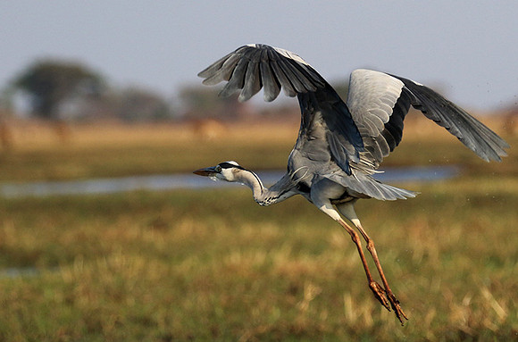 Grey heron - Kafue NP
