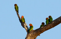 Southern Luangwa