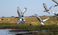 Sacred ibis - Kafue NP