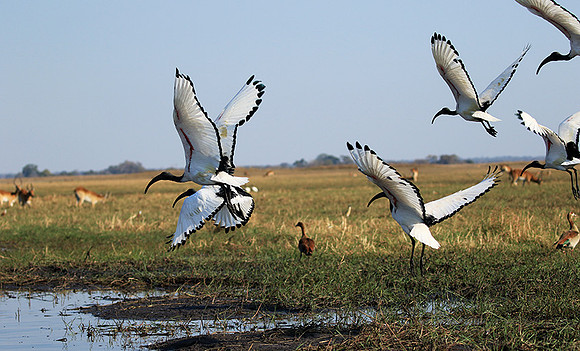 Sacred ibis - Kafue NP