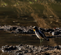 Wattled lapwing - South Luangwa