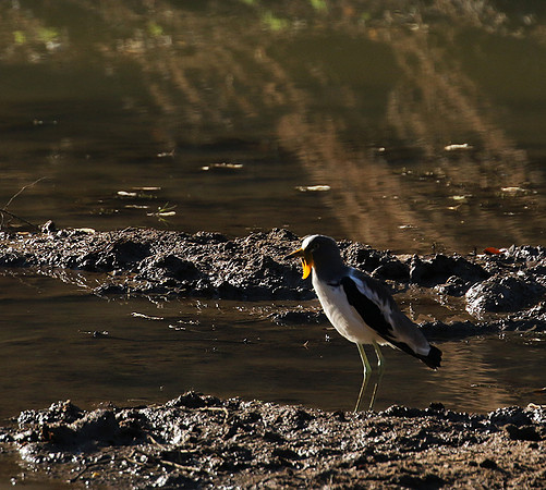 Wattled lapwing - South Luangwa