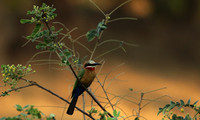 White-fronted bee-eater - Lower Zambezi