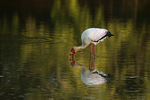 Yellow-billed stork - South Luangwa