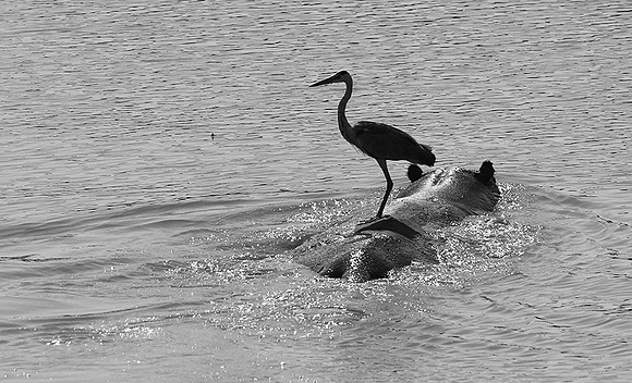 South luangwa