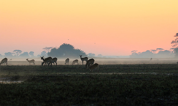Lechwes in morning mist - Kafue NP