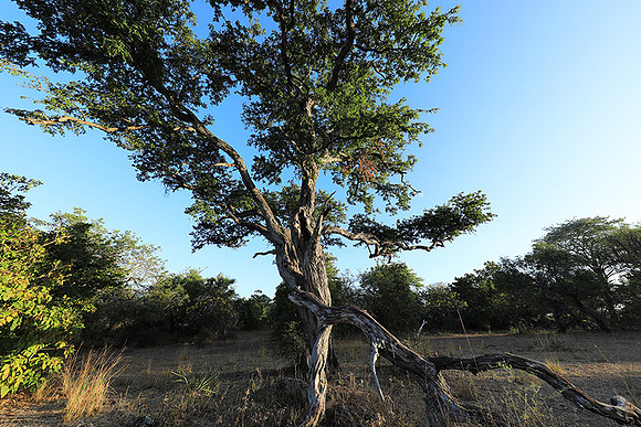Selous