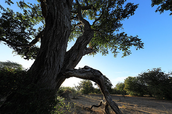 Selous