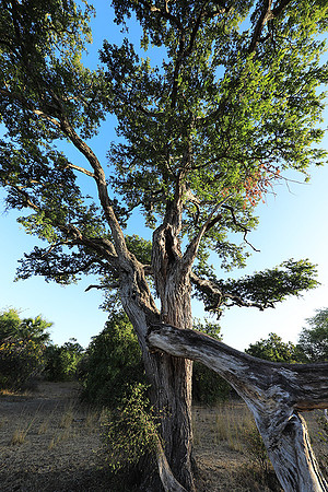 Selous