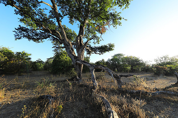Selous