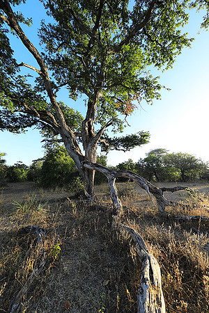 Selous