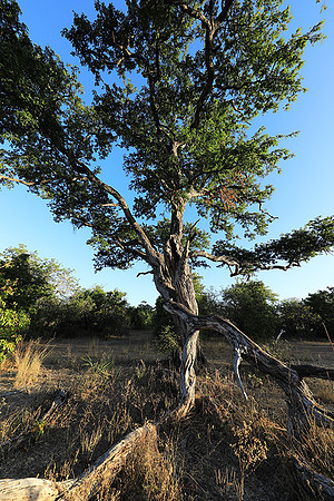 Selous