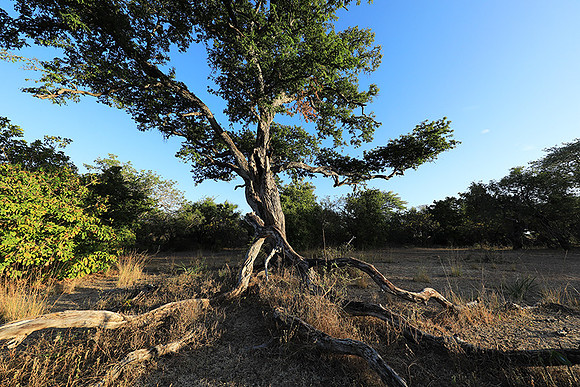 Selous