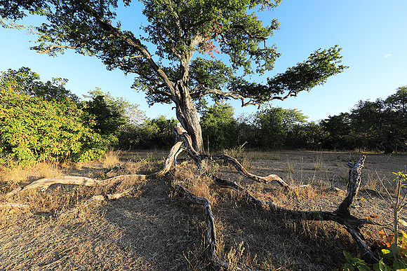Selous