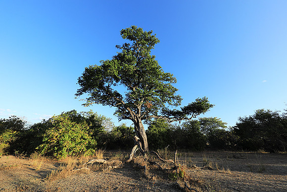 Selous