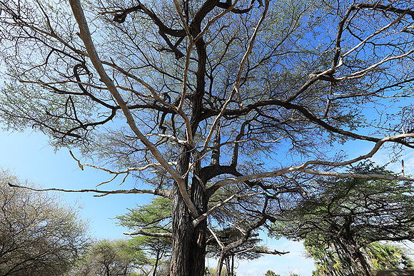 Selous