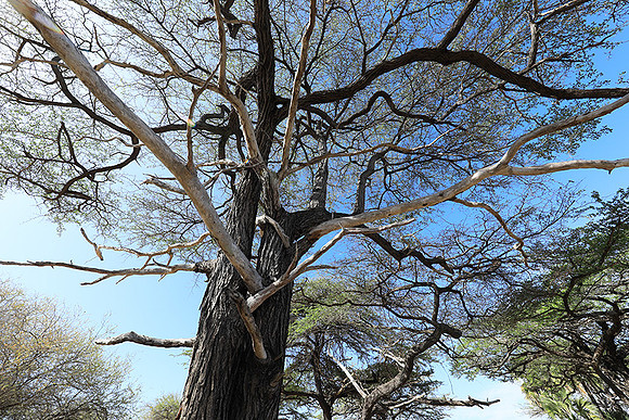 Selous