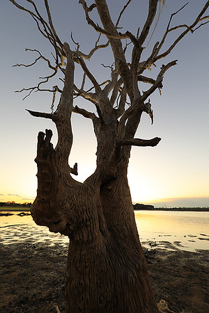 Selous