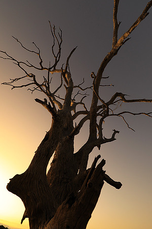Selous