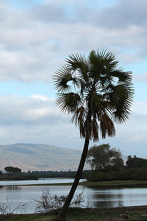 Selous