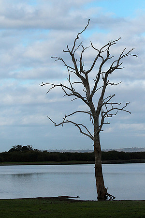 Selous