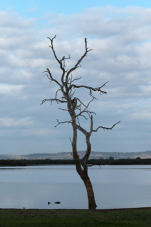 Selous
