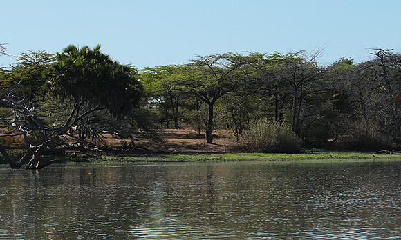 Selous