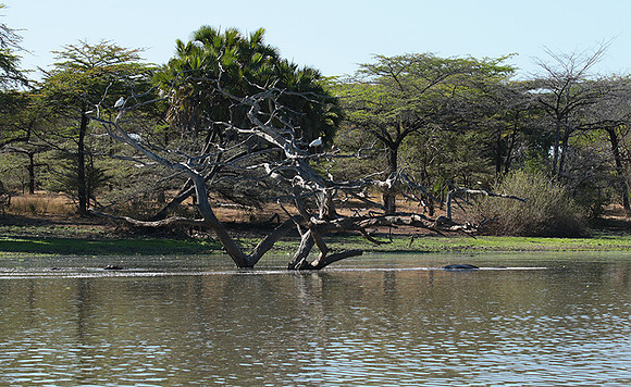 Selous