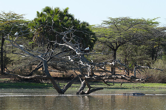 Selous