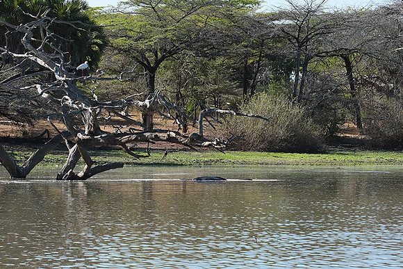 Selous