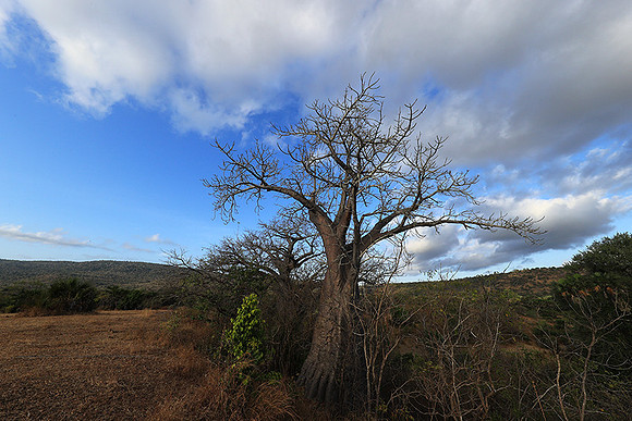 Baobabs - Selous